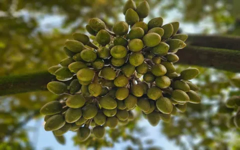 BẢN TIN KỸ THUẬT THĂM VƯỜN NGÀY 18/04/2025