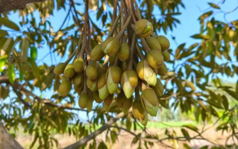 BẢN TIN KỸ THUẬT THĂM VƯỜN NGÀY 23/04/2025