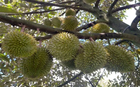 BẢN TIN KỸ THUẬT THĂM VƯỜN NGÀY 25/04/2025