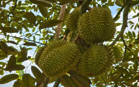 BẢN TIN KỸ THUẬT THĂM VƯỜN NGÀY 26/04/2025
