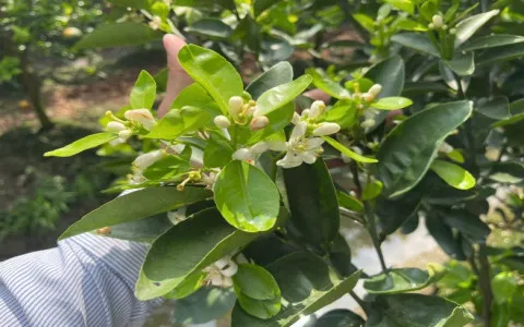 BẢN TIN KỸ THUẬT THĂM VƯỜN NGÀY 27/04/2025