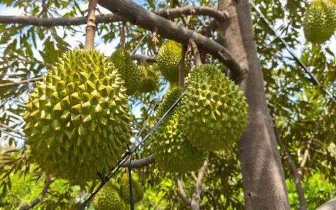 BẢN TIN KỸ THUẬT THĂM VƯỜN NGÀY 28/04/2025