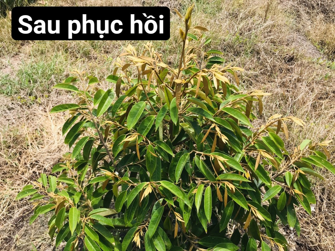 Phục hồi sầu riêng, trồng trên đất cũ trồng xoài