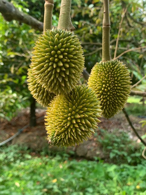 image009