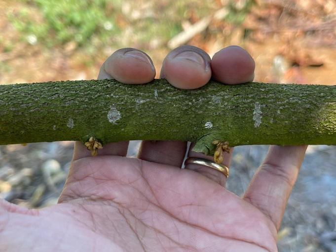 image025