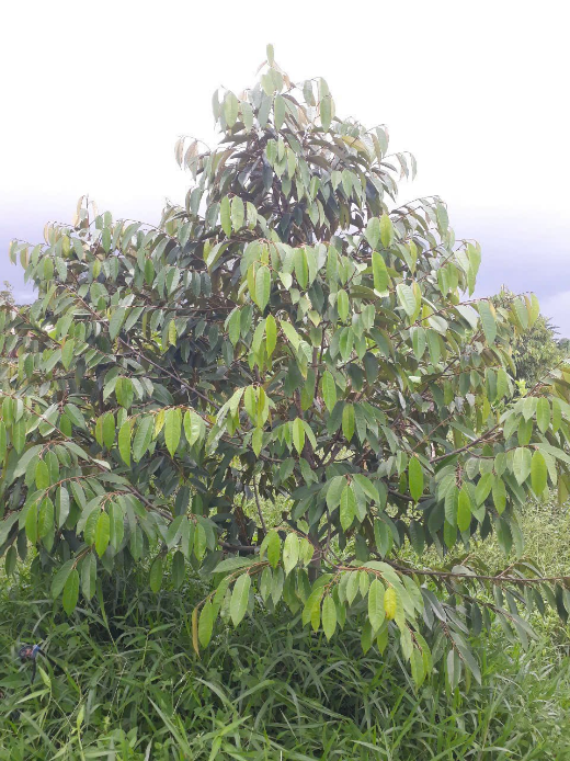 image008