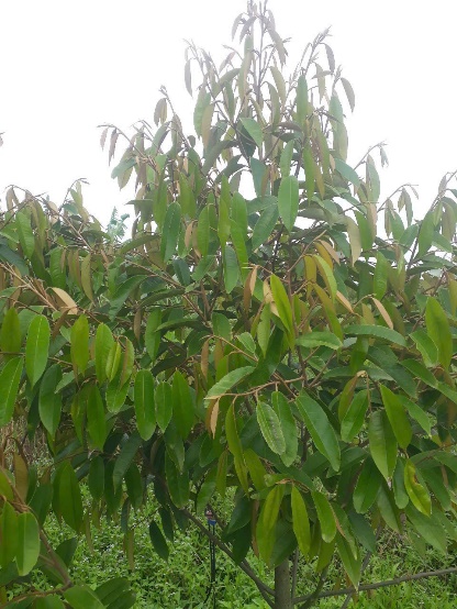 image025