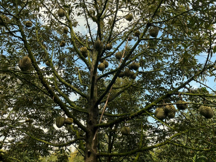 image036