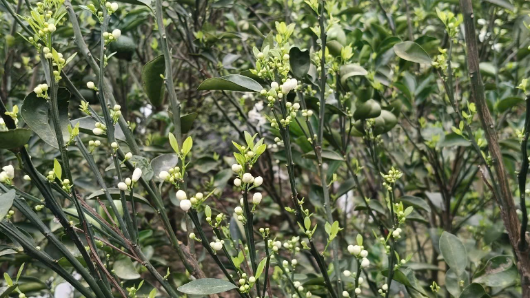 image016