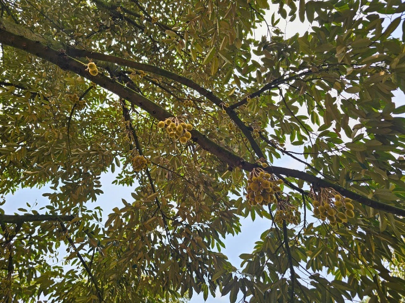 image033