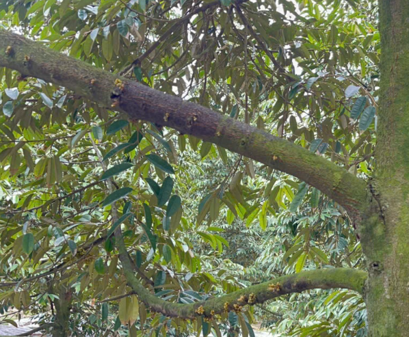 image006