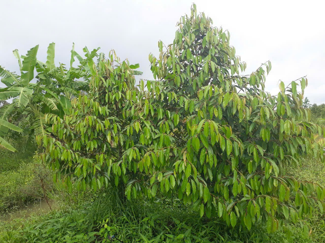 image009