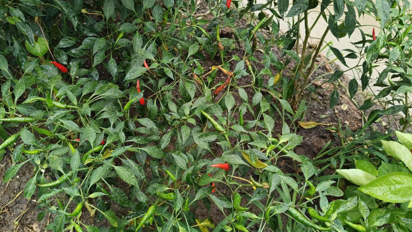 image010