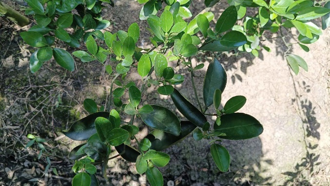 image010