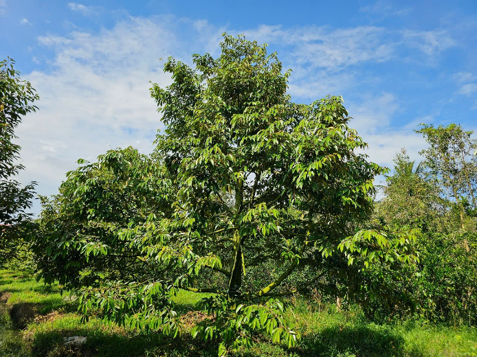 image007