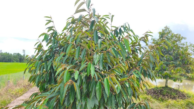 image030